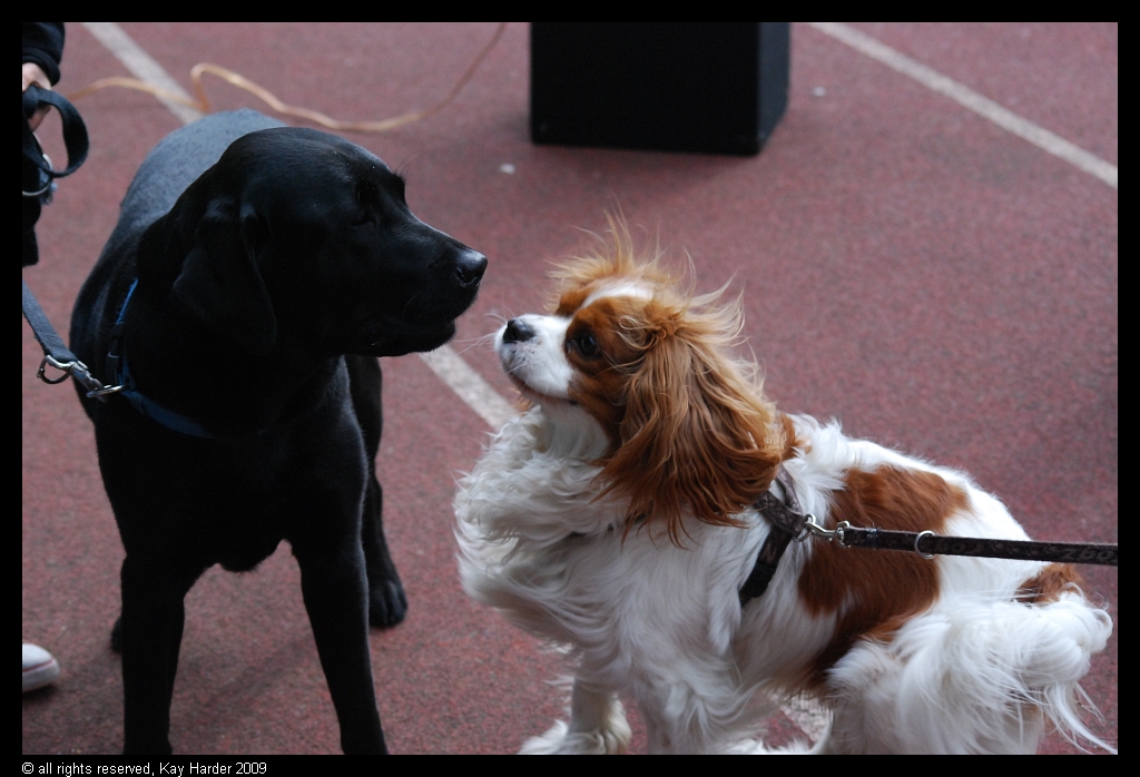 DSC_5659.JPG - (c) Kay Harder