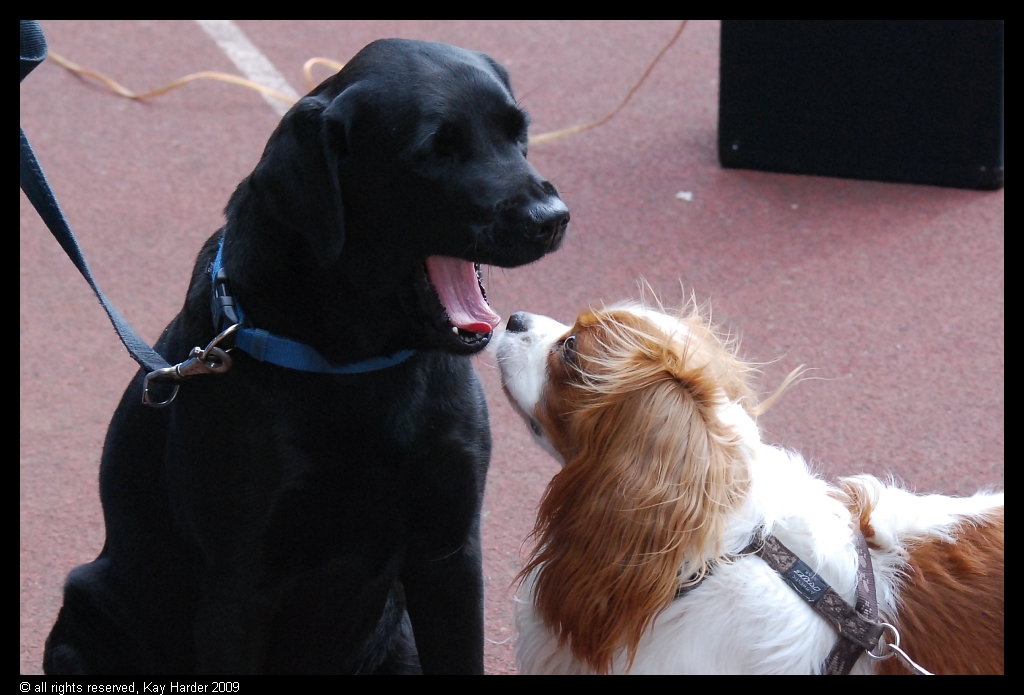 DSC_5664.JPG - (c) Kay Harder